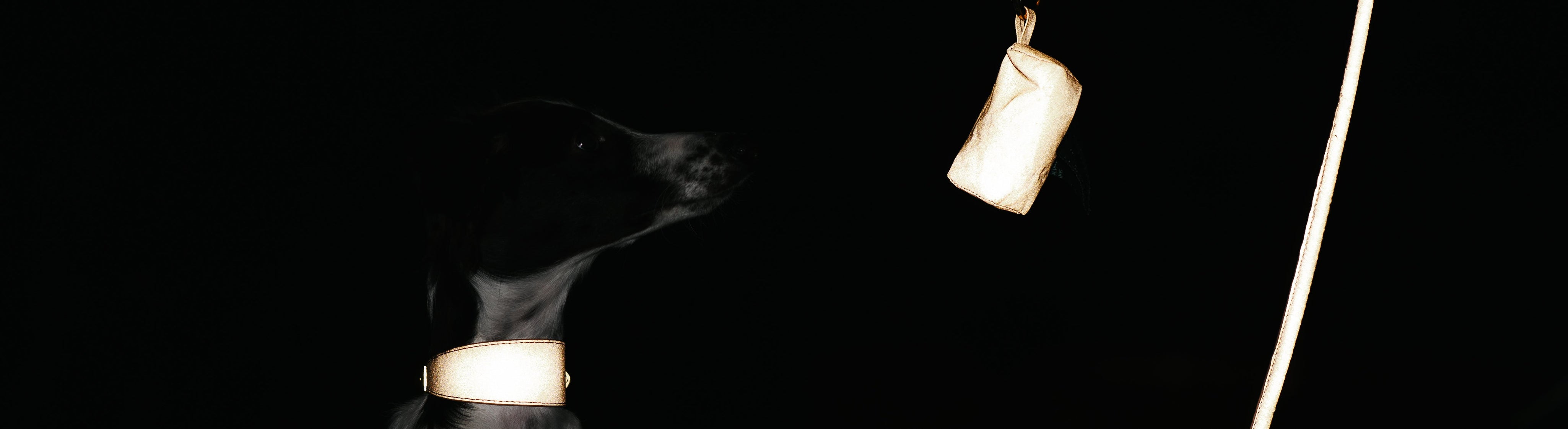 Reflective Dog Collars