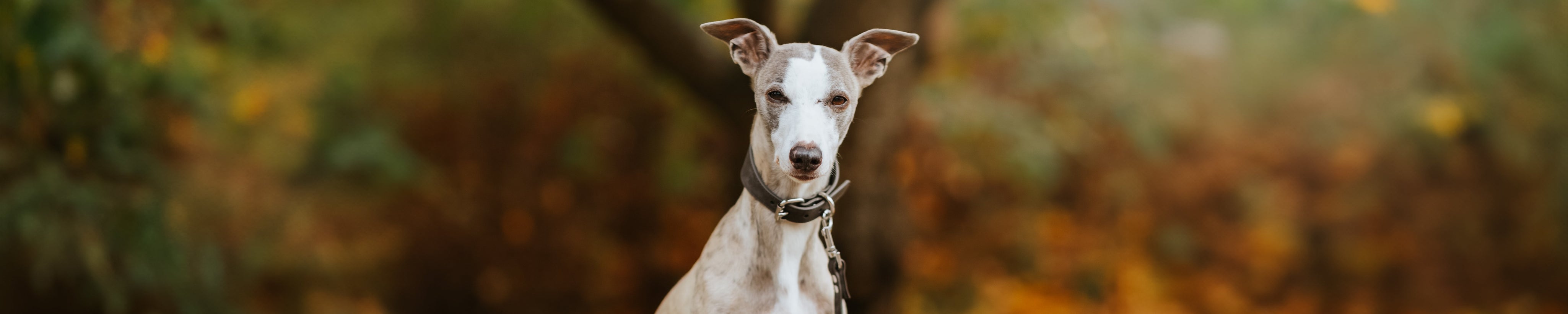 Greyhound Collars