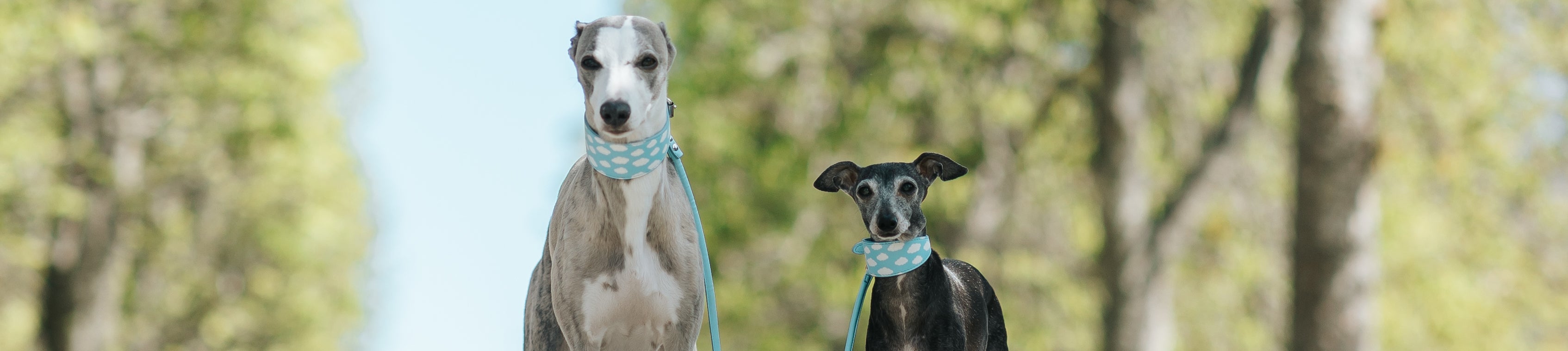 Vegan Dog Collars