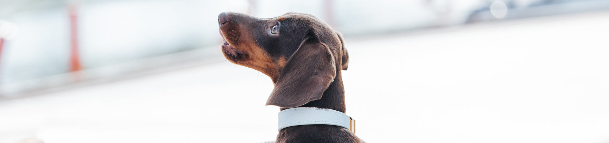 Wedding Dog Collars and Leads