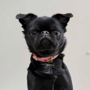 Love psí obojek tenký