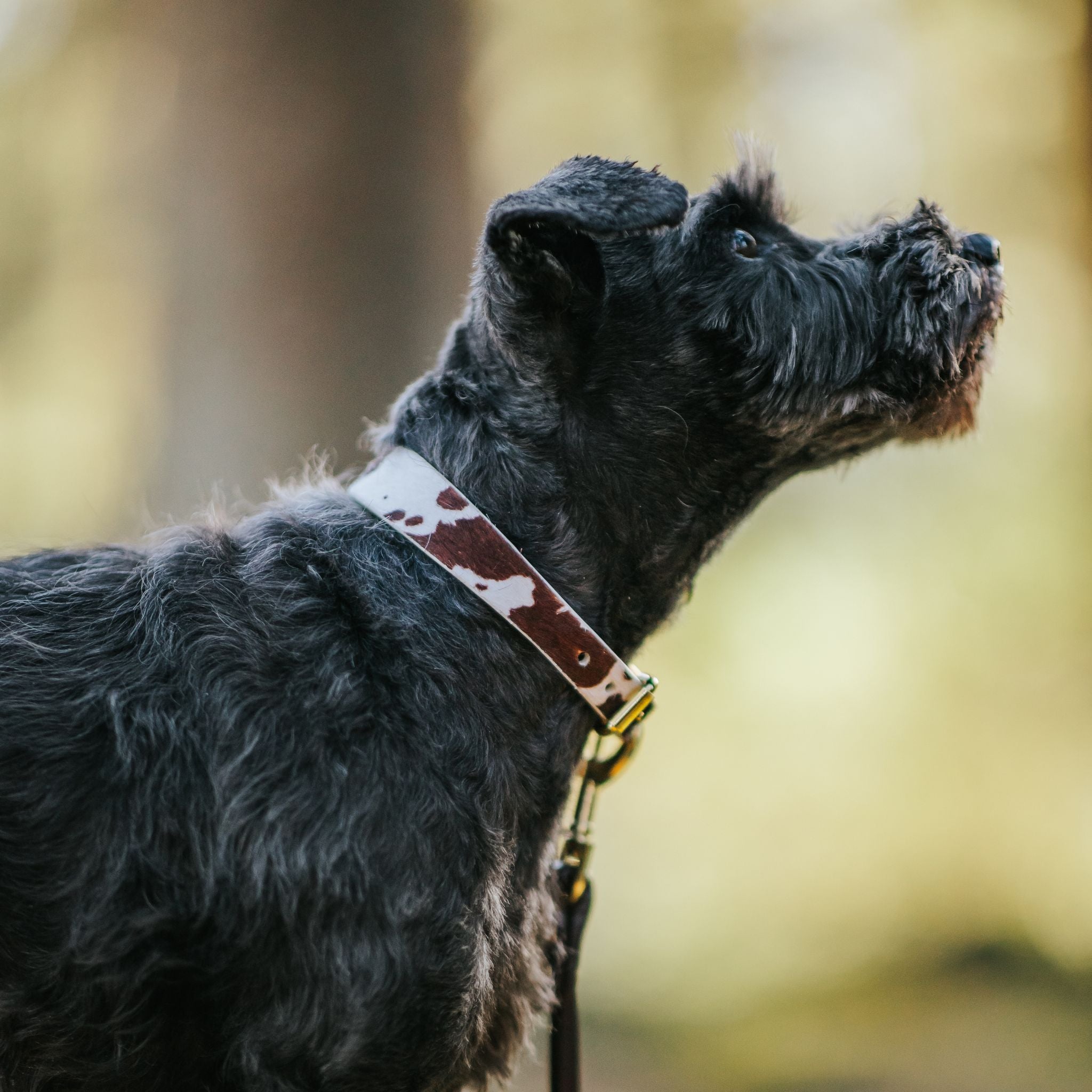 Krávy obojek pro psa tenký