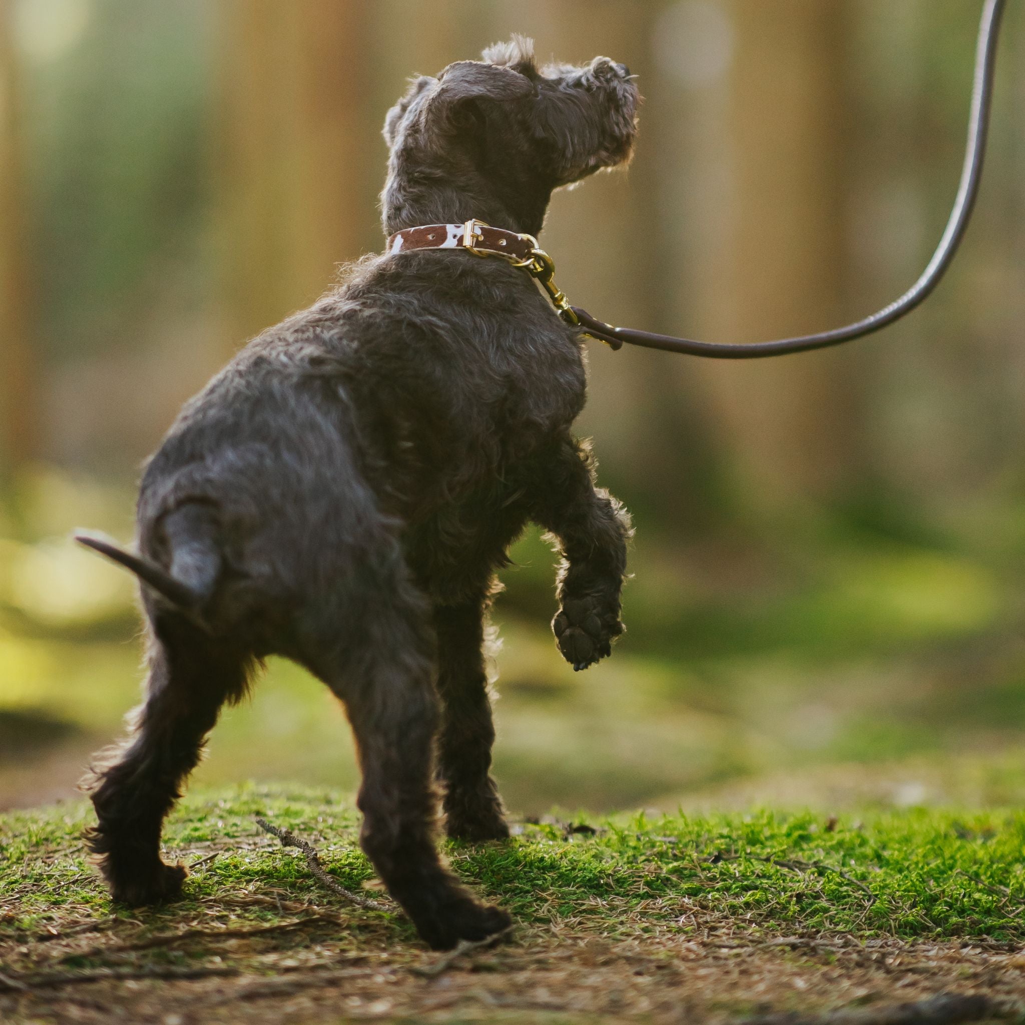 Krávy obojek pro psa tenký