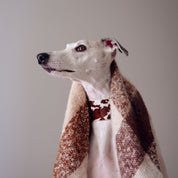 Kráva Obojek pro psa široký