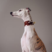 Kráva Obojek pro psa široký