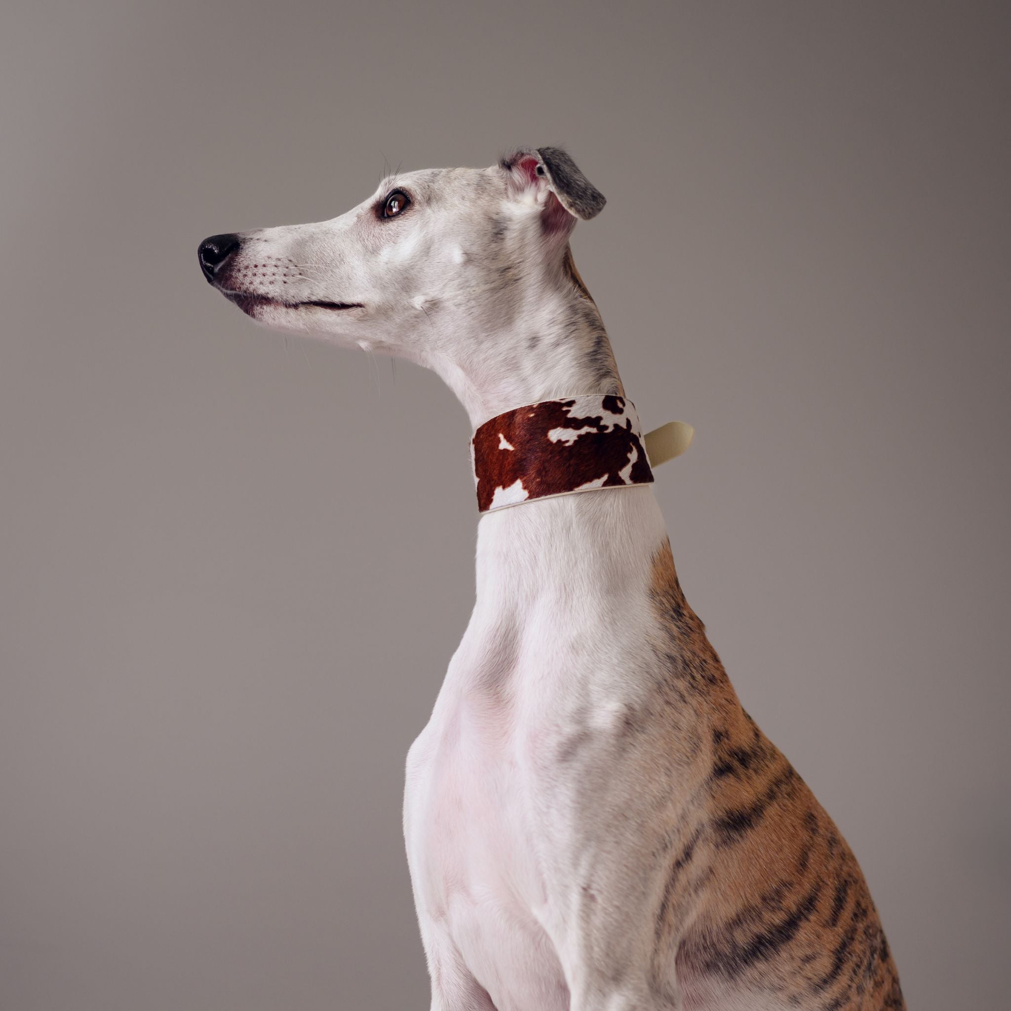 Kráva Obojek pro psa široký