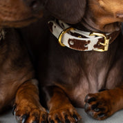 Krávy obojek pro psa tenký