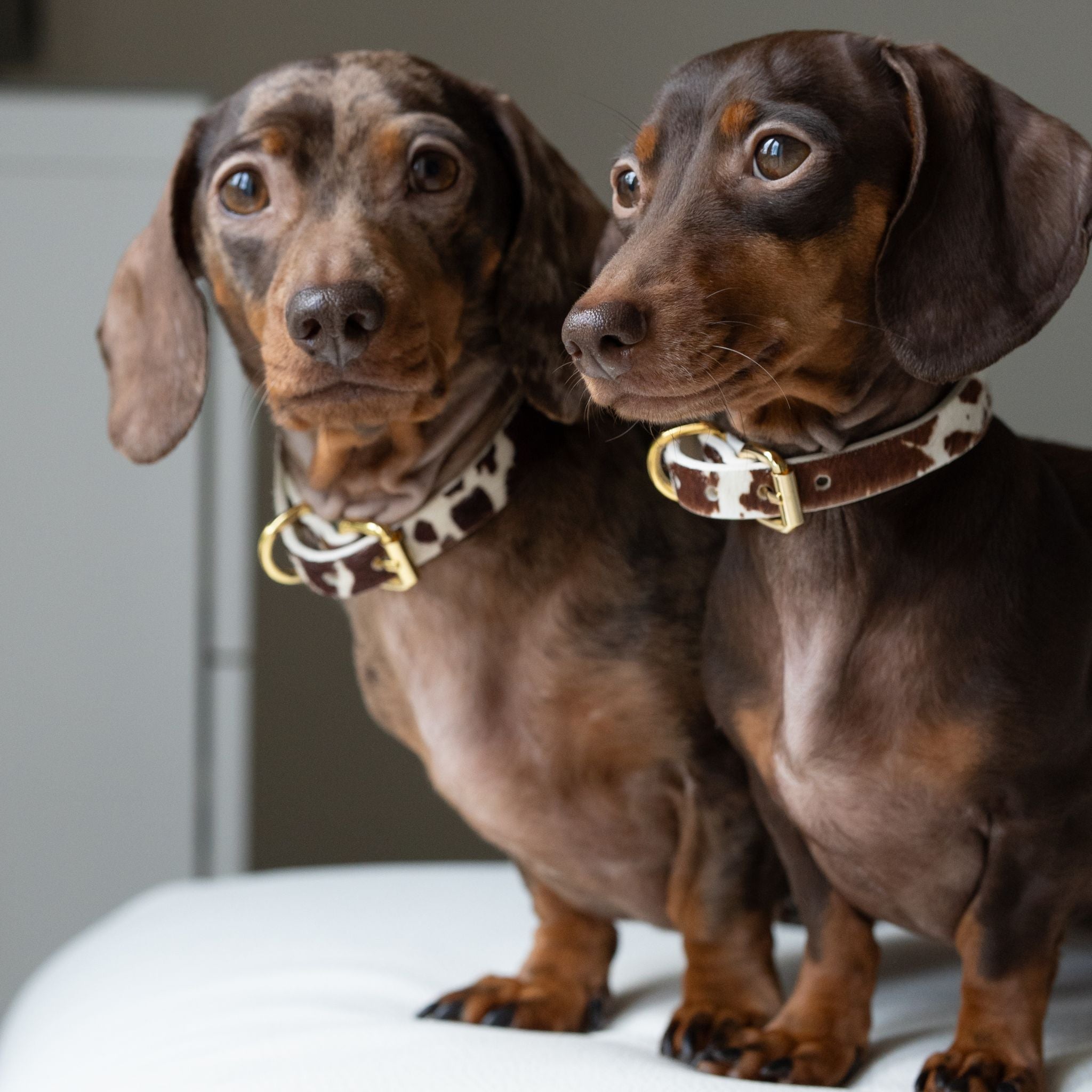 Krávy obojek pro psa tenký