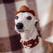 Kráva Obojek pro psa široký