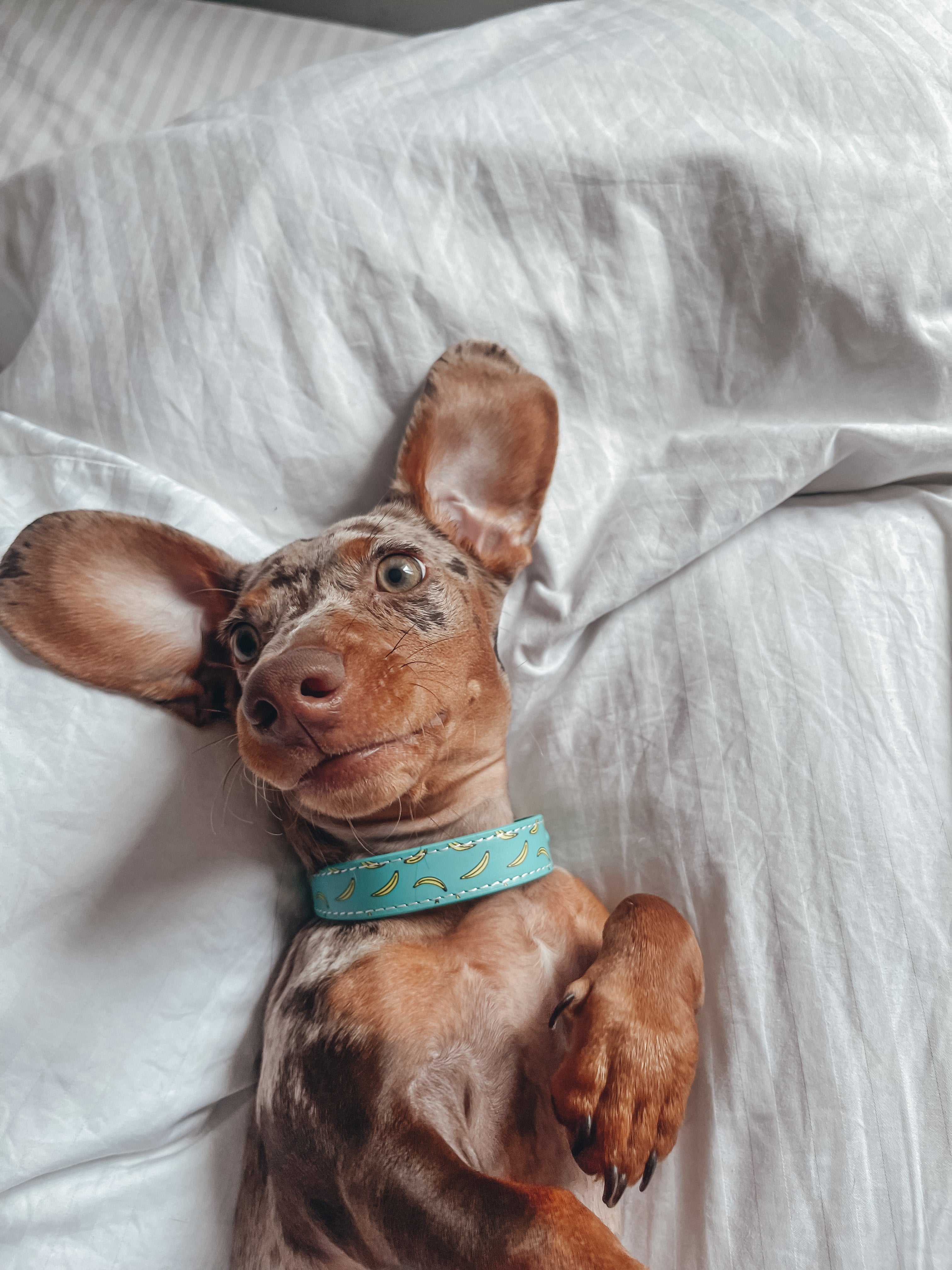 Bananas Dog Collar Thin
Banánový obojek pro psy - tenký