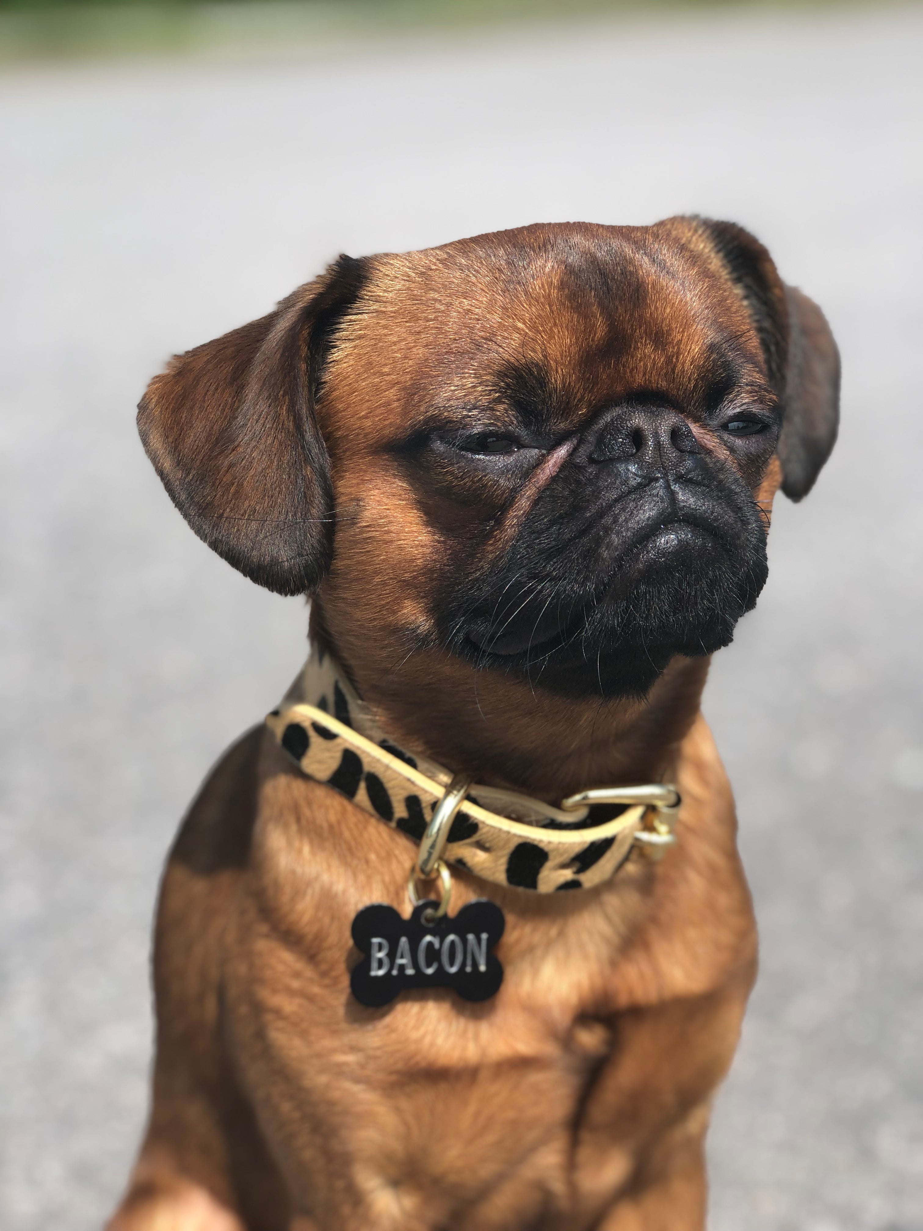 Leopard Dog Collar Thin
Leopard Dog Collar Thin