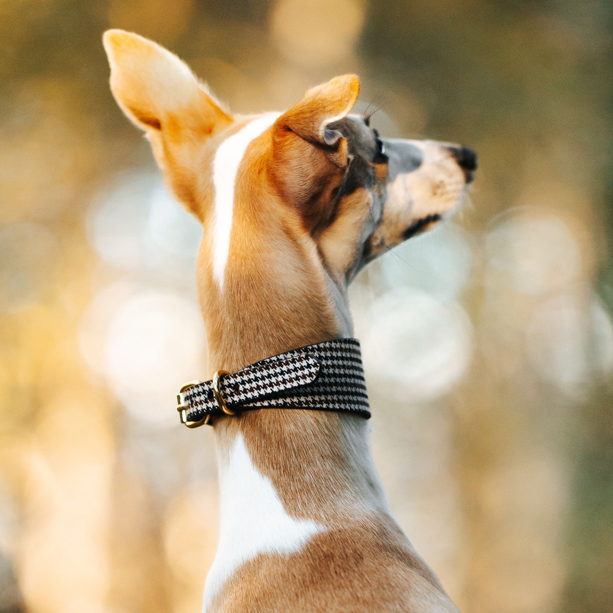 Hnědý Houndstooth psí obojek Wide