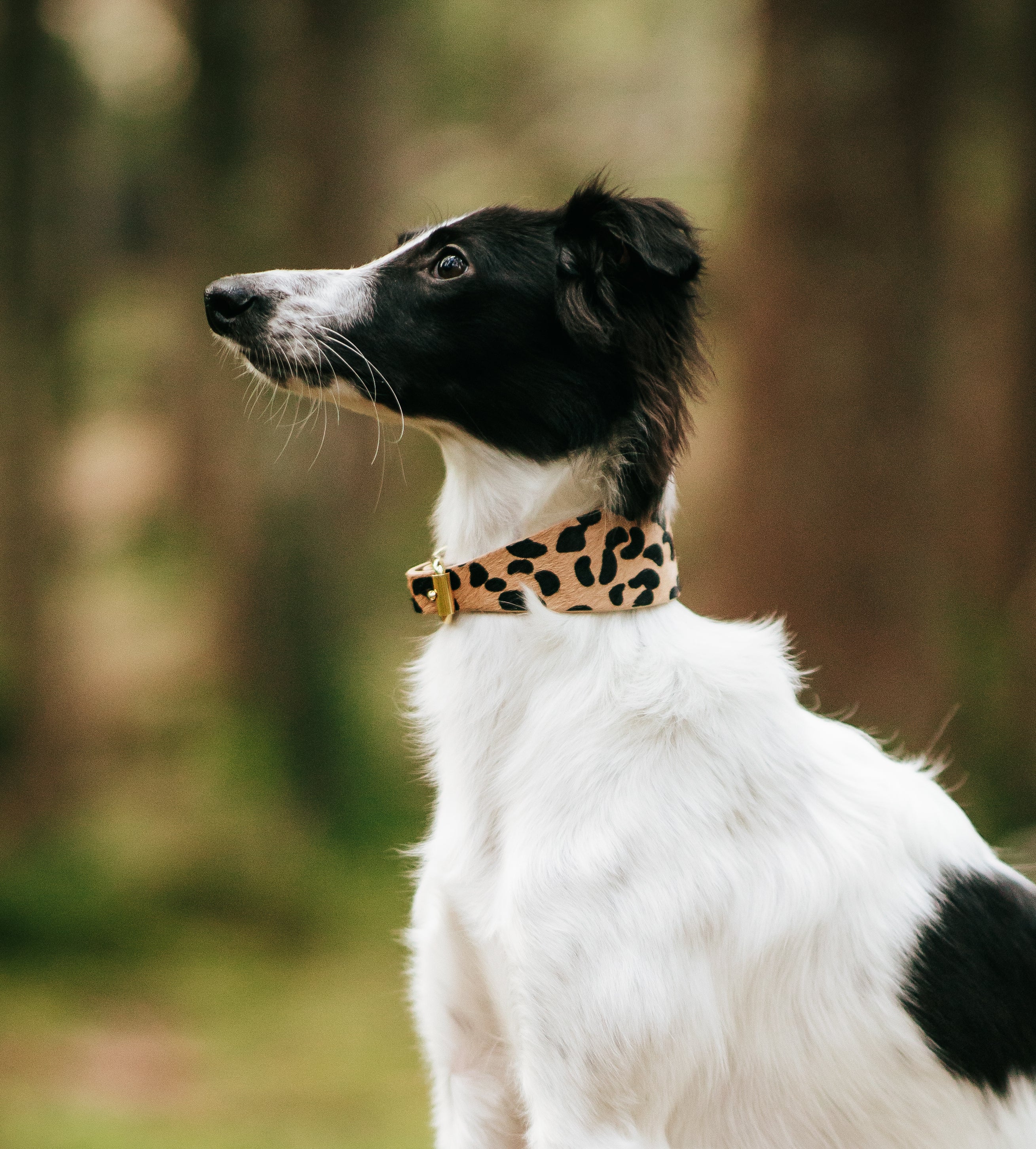 Leopard Dog Collar Wide
Leopard Dog Collar Wide