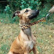 Leopard Dog Martingale Wide
Leopard Dog Martingale Wide