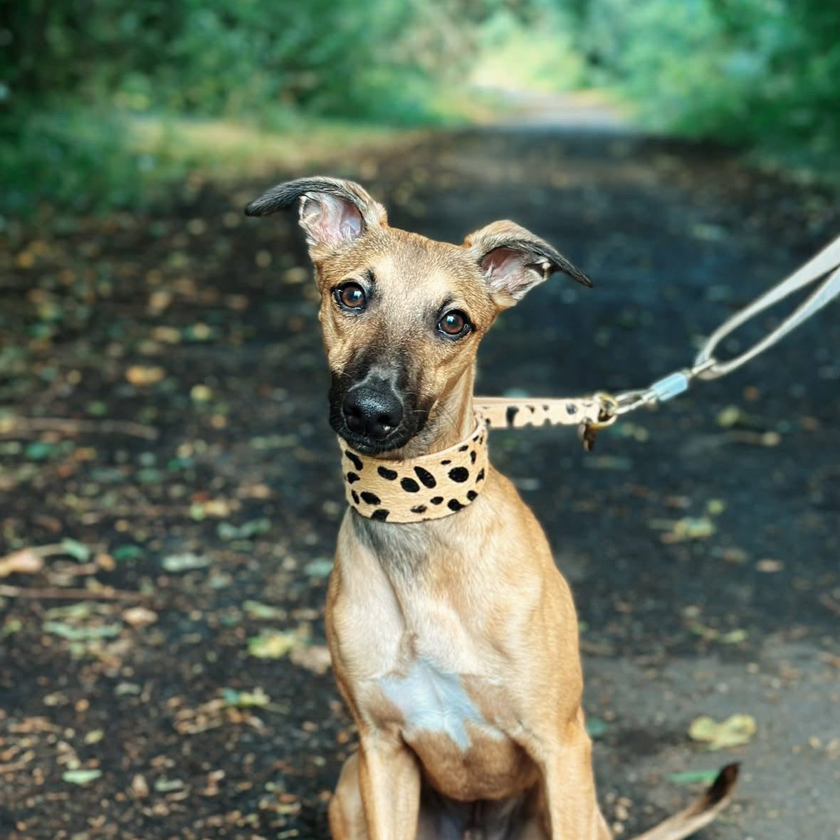 Leopard Dog Martingale Wide
Leopard Dog Martingale Wide