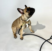 Leopard Dog Collar Thin
Leopard Dog Collar Thin