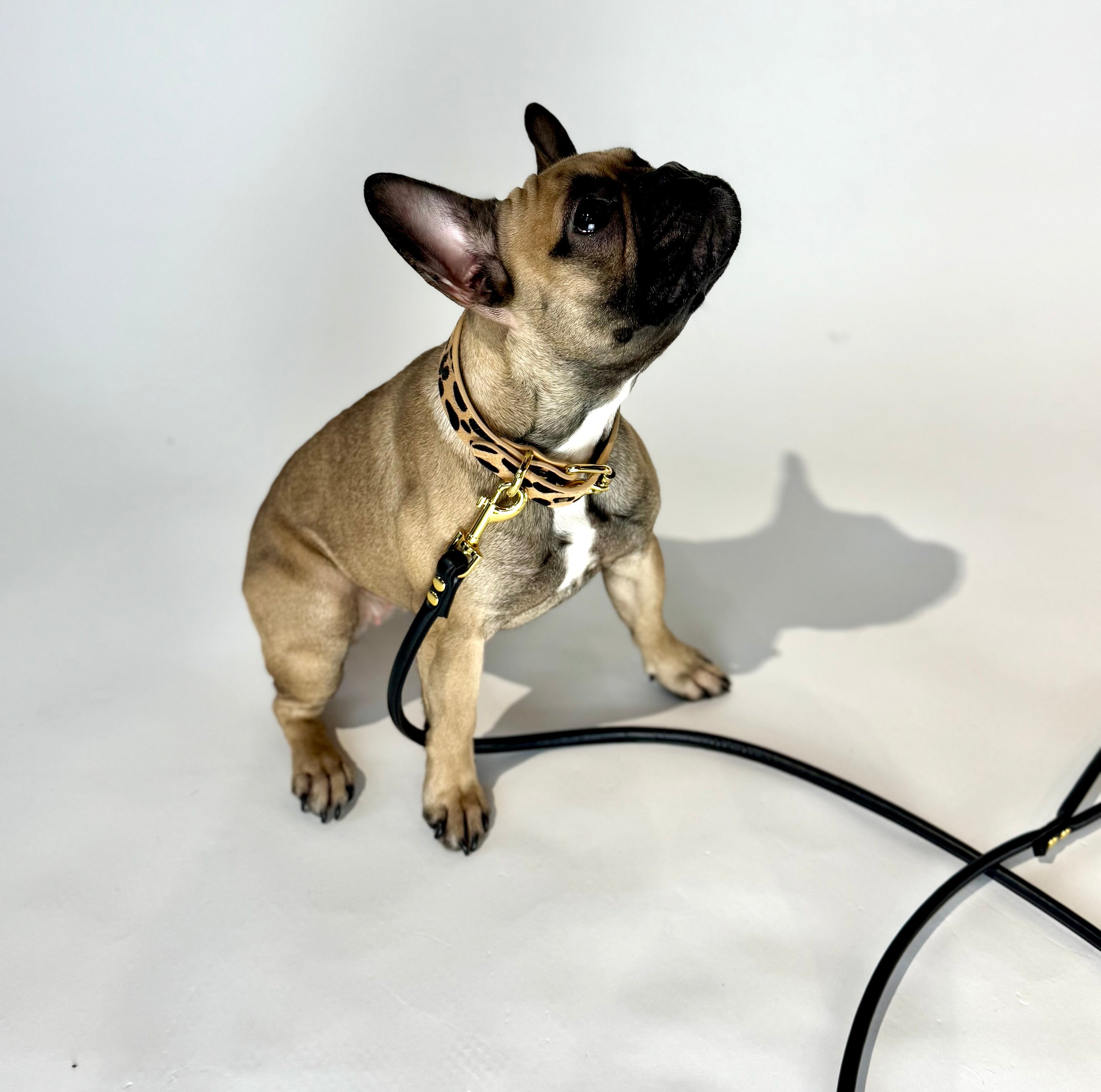Leopard Dog Collar Thin
Leopard Dog Collar Thin