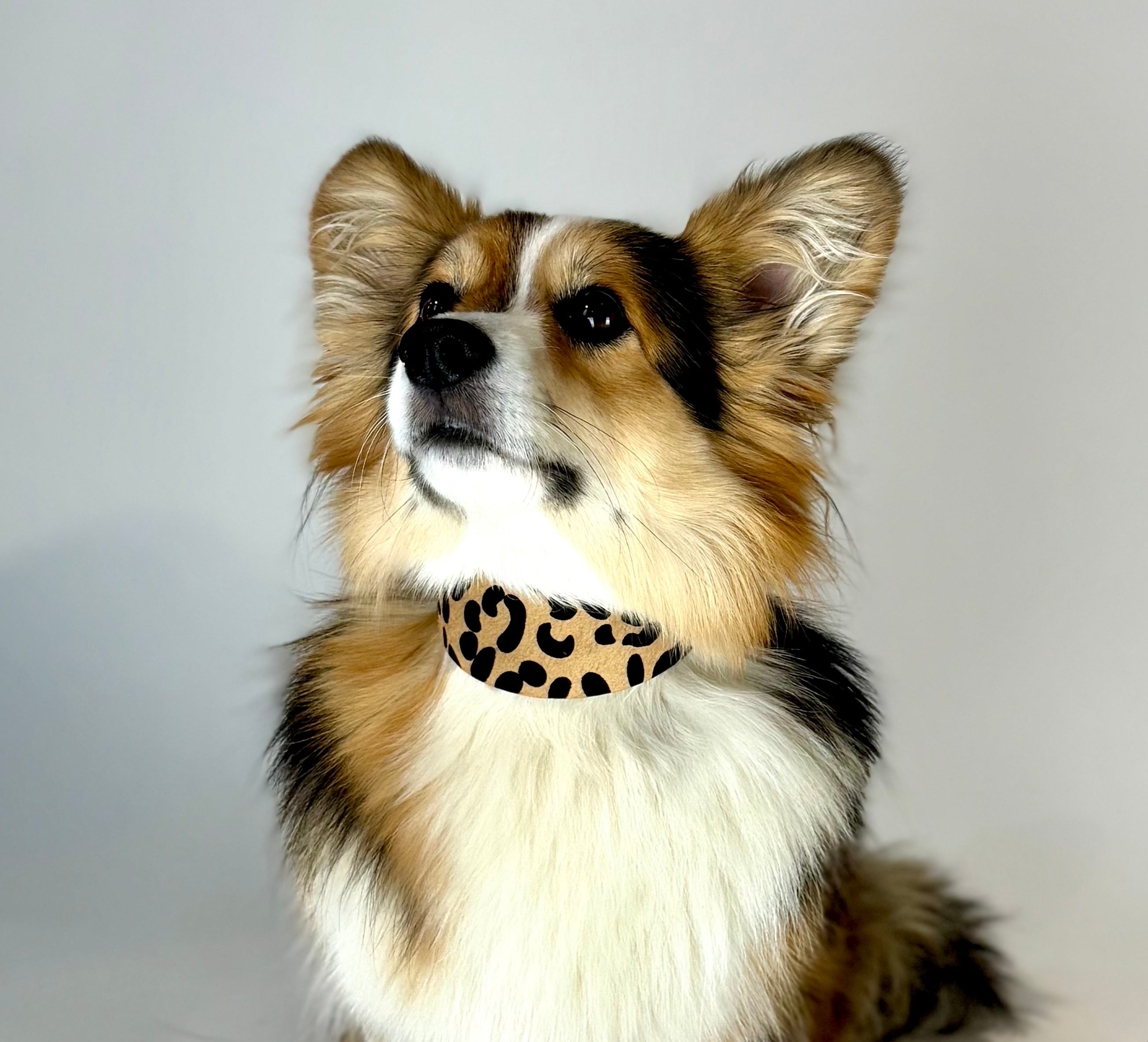 Leopard Dog Collar Wide
Leopard Dog Collar Wide