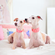 Obojek pro psy Love Wide