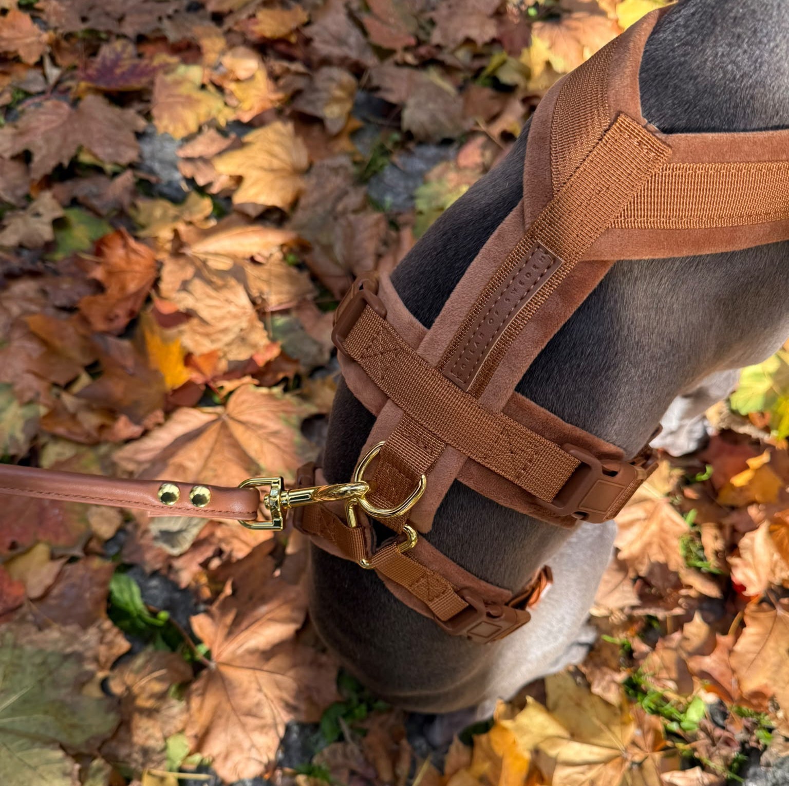 mocha-brown-harness-xs-close-up.jpg