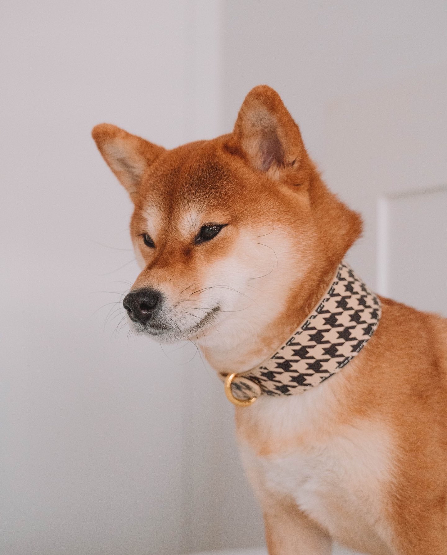 Hnědý Houndstooth psí obojek Wide