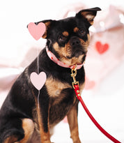 Love psí obojek tenký