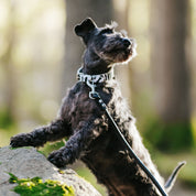 Zebra psí obojek tenký