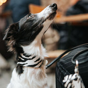 Zebrí široký obojek pro psa